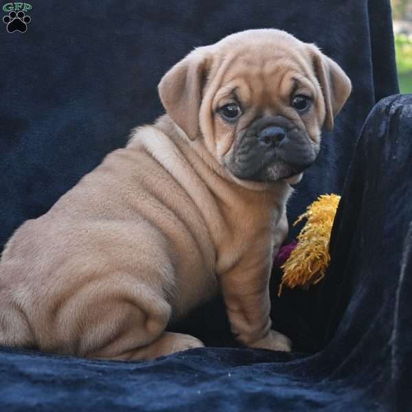 Ann, Miniature Bulldog Puppy